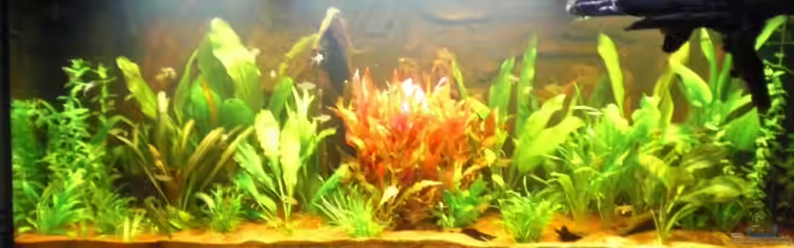 Grüner Amazonas von Misterdaddy