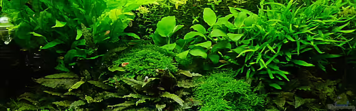 Grüner Traum von Helmut Kreutmayer