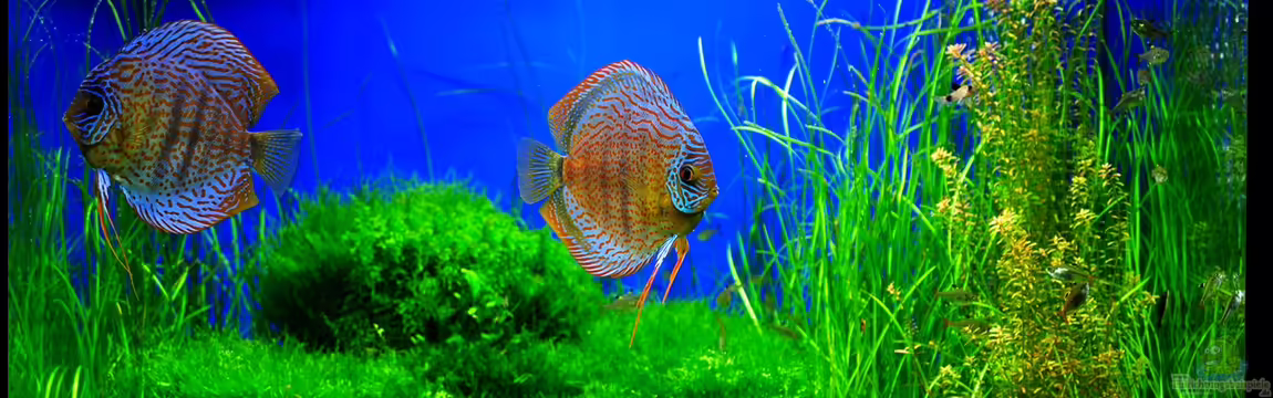 Grüner Würfel von Frank Chelaifa