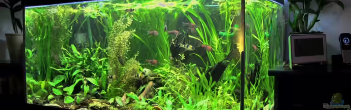 Grünes Juwel (aufgelöst) von Lixa