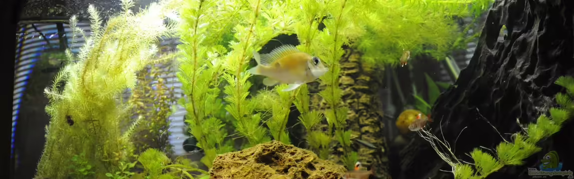 Grünes Juwel von Peter Vlasaty