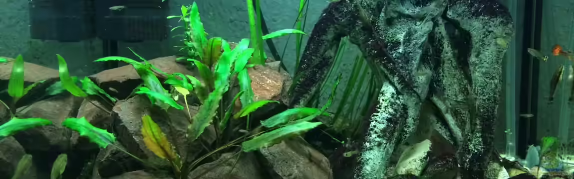 Guppy Spielplatz von X-Rayminator