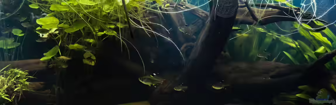 Guyana-Länder Südamerika von chris1509