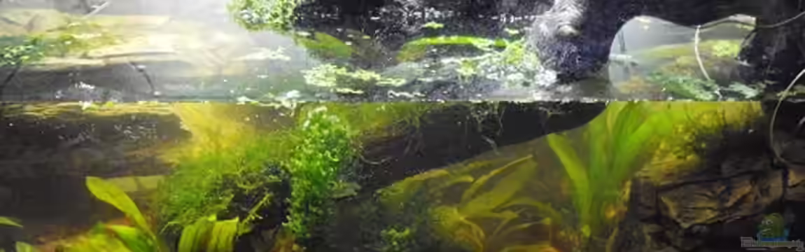 Halbvoll oder halbleer? von Yvonne Storms