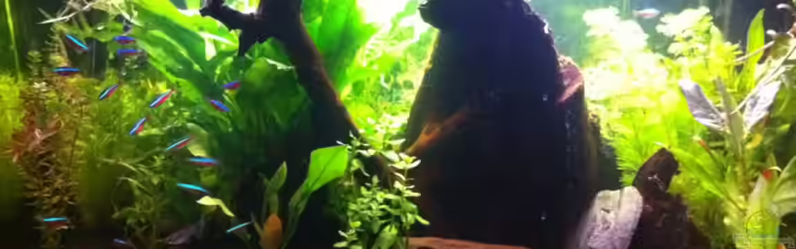 Hauptaquarium von Royal Flush