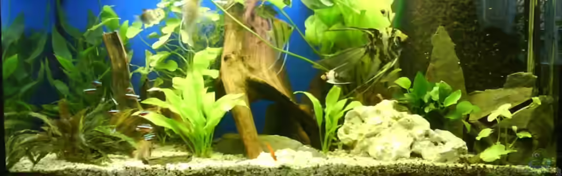 Hauptbecken von ranger2332