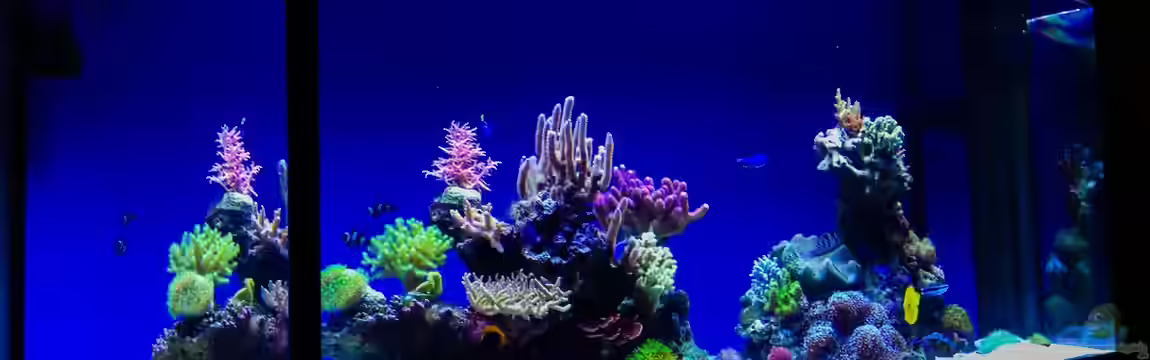 Hawaiian Tank von uschi vanHouten