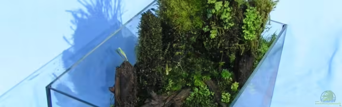 Heimatbecken von Bojo