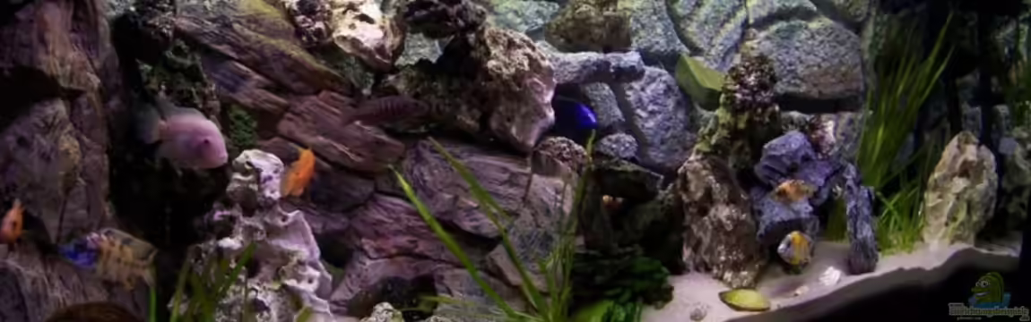 Home of Dicker Udo von Dicker Udo