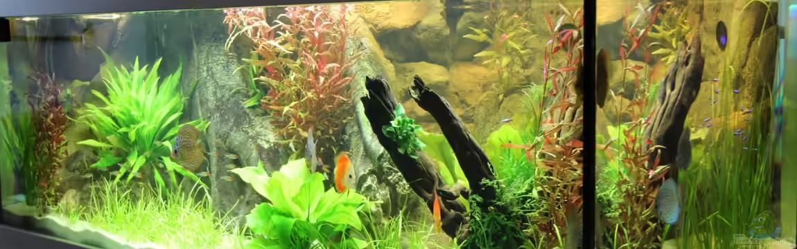 Home sweet Diskushome (aufgelöst) von Tooooni