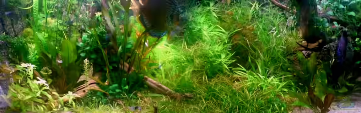 Home sweet home von Tommy Schubert