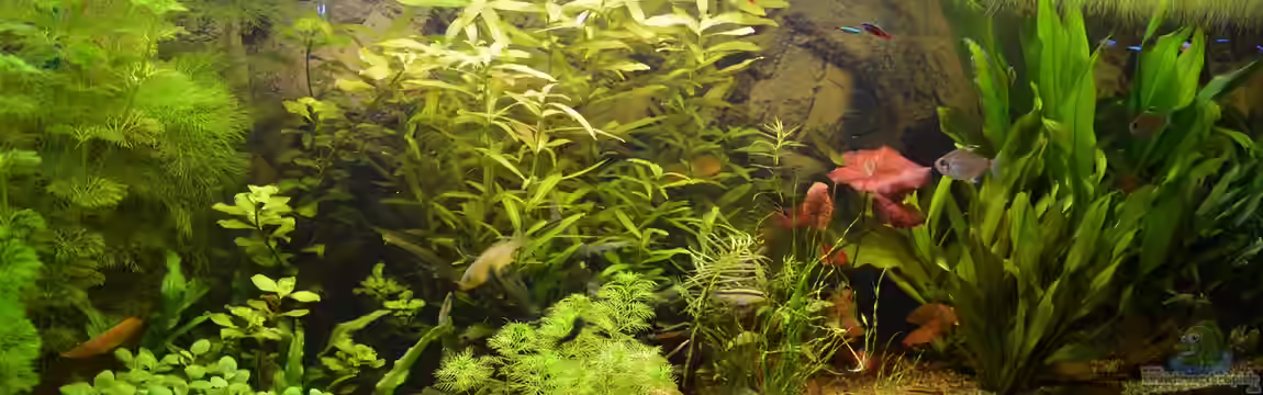 Hühnersuppe von dat_huhn