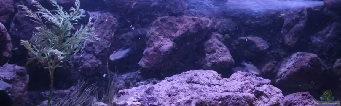 Hypancistrus Heaven von maxheadroom