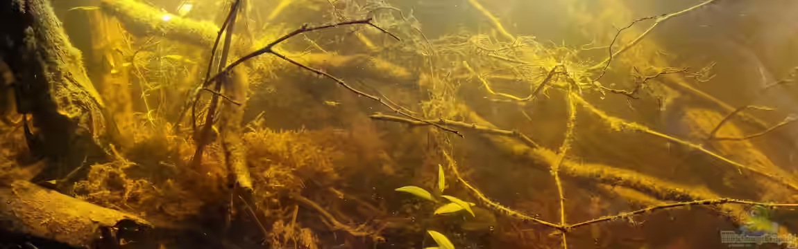 Igarapé do Daracua Flooded Forest Rio Negro von Rainooo