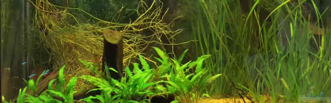 Igarape en Manaus von Joni_99