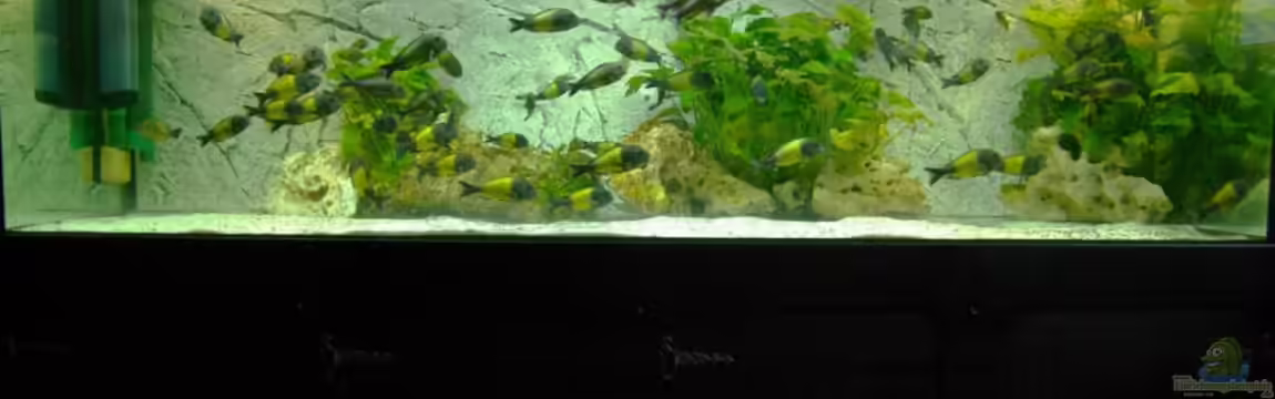 Ikola - Becken Nur noch als Beispiel von Ikolaner