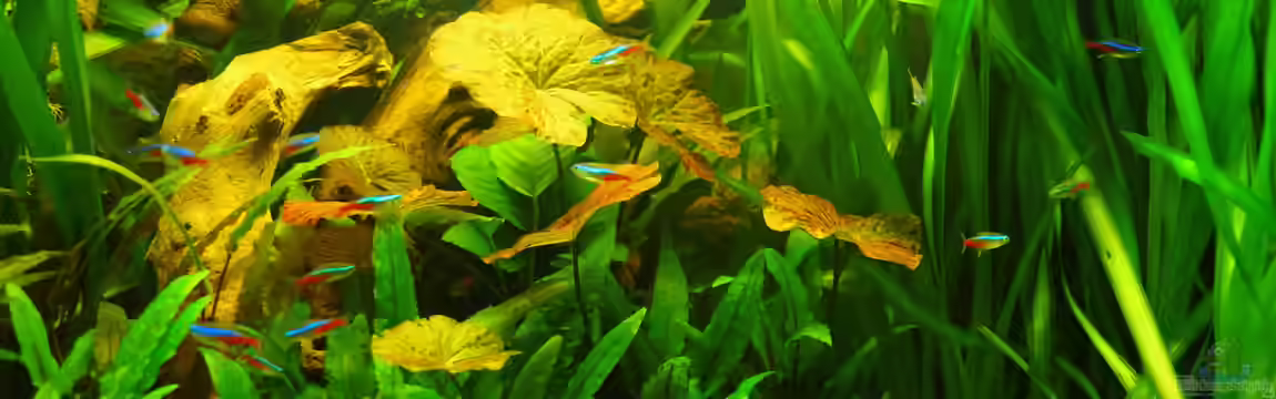 Innesi-Paradise von Herr H.