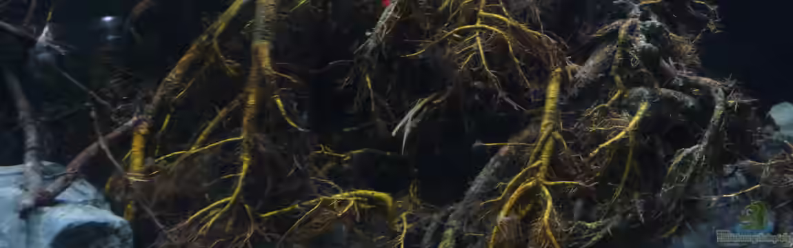 Irgendwo in Asien von DerImperator