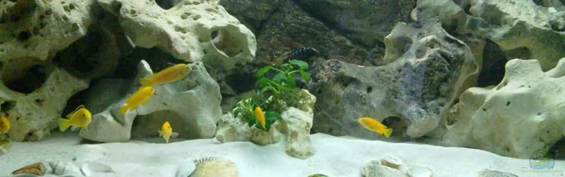 It´s Mbuna time von Andre@