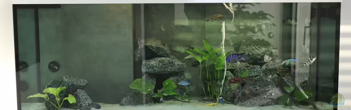 Jalo Reef von Lemans