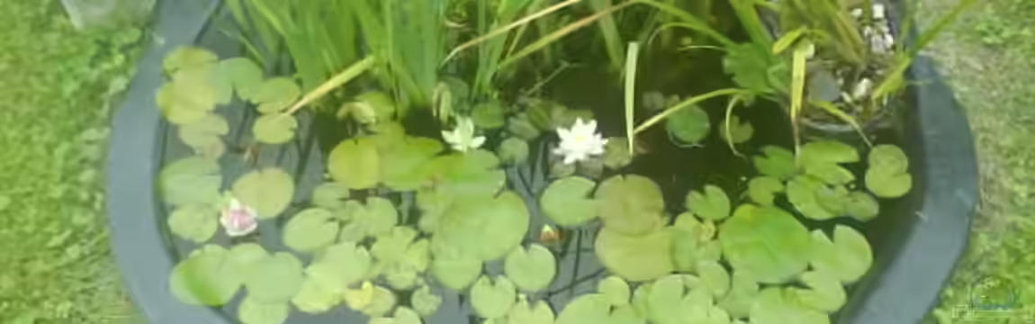 Jans kleiner Teich von leutert1