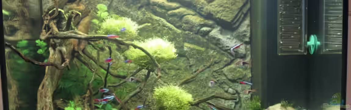 Japangarten Shing Ping von Niklas Urban