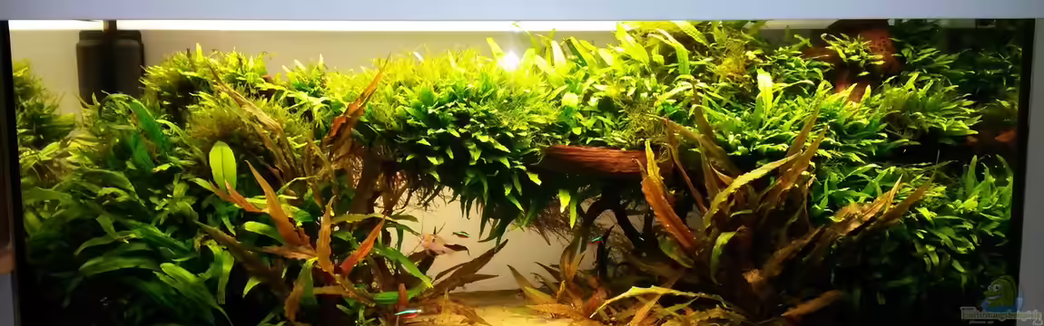 Java Dschungel von Tom Kiri