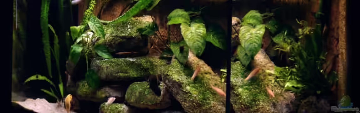 Jonas Aquarium von Jonas H