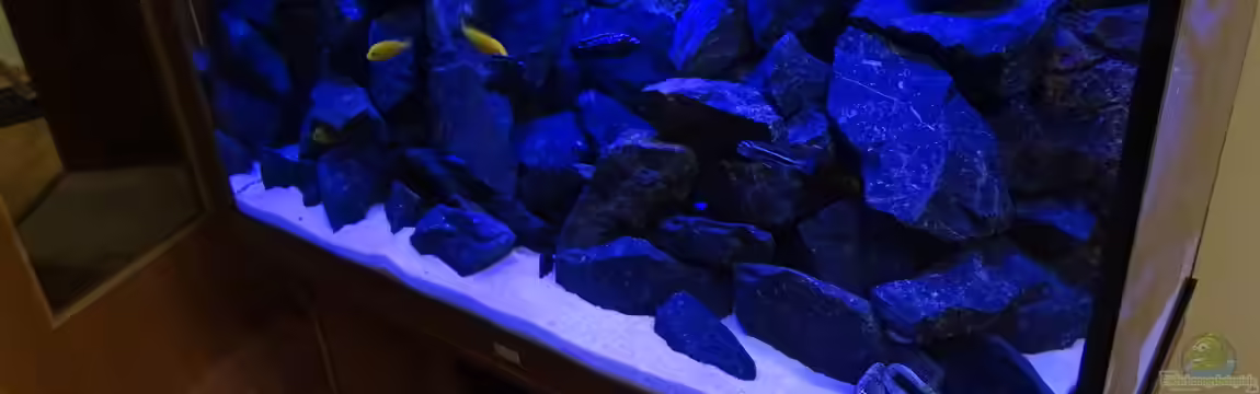 Juvel Rio 300-Kombination dunkelbraun von Ole Möhre