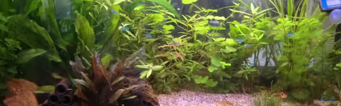 Juwel 180 Panoramabecken von Tierfreundin