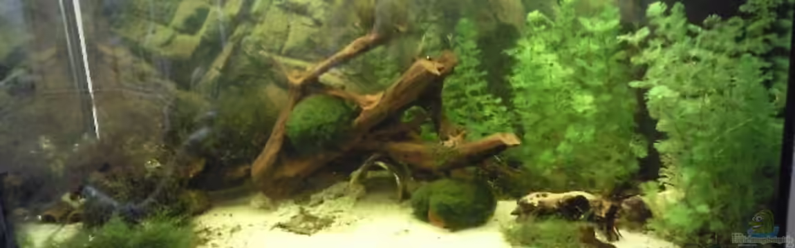 Juwel 300 von Occellaris