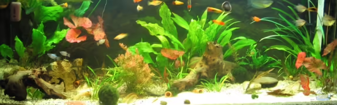 Juwel Aquarium Rio 240 von Christian Trommer