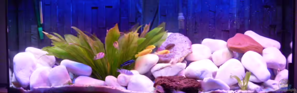 Juwel Aquarium Vision 260 mit Unterschrank von Chrstian Seupel