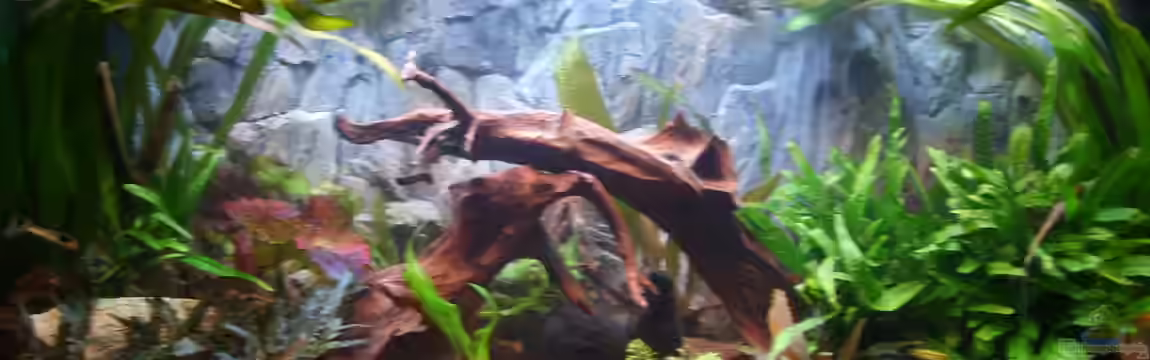 Juwel Aquarium von andee