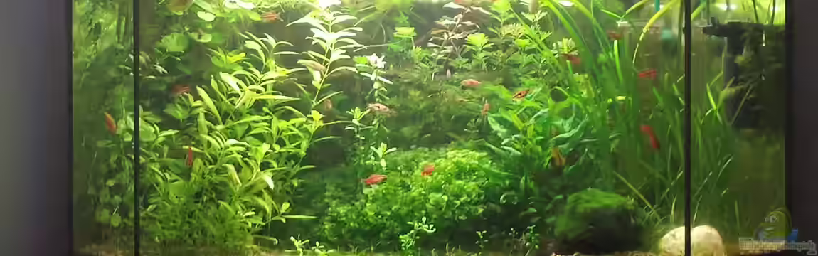 Juwel Delta Becken (nur noch Beispiel) von sonic85