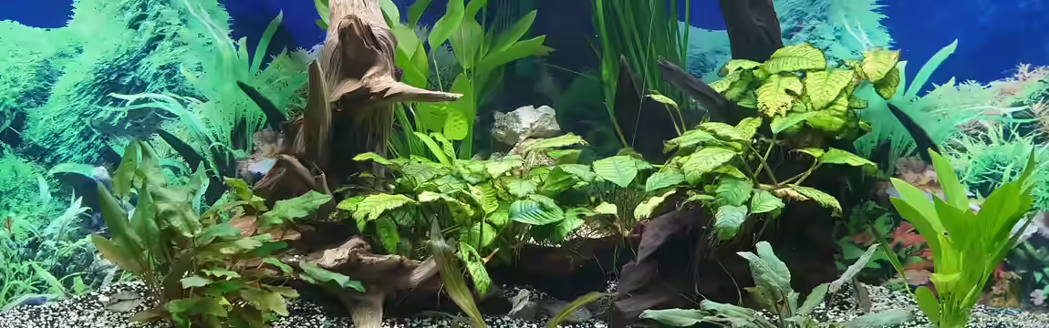 Juwel Eckaquarium von Ronald Schultze