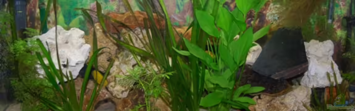 Juwel mit schwarzem Unterschrank von Michael Schulz