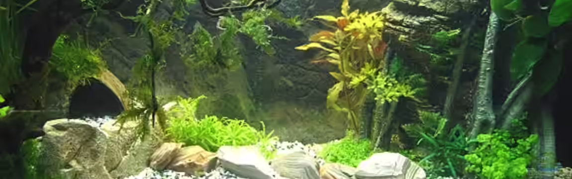 Juwel Rekord von Zerosun8311