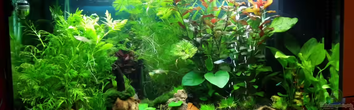 Juwel RIO 125 - Gesellschaftsaquarium von Pitt1platsch