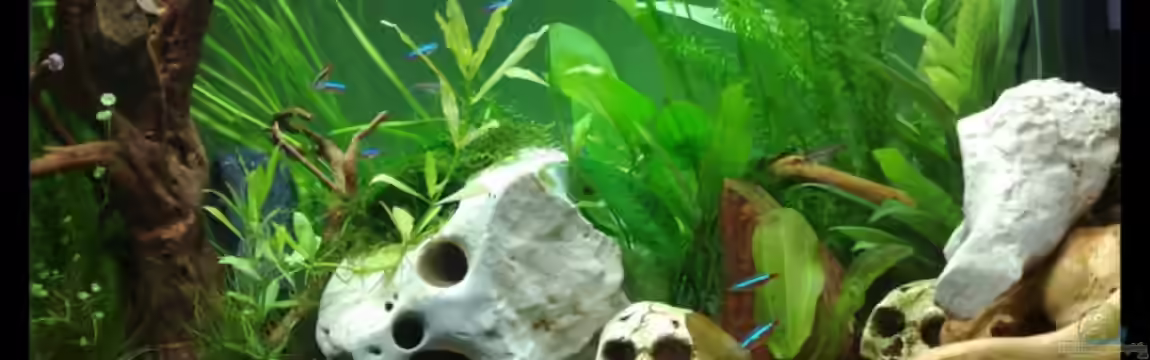 Juwel Rio 125 von Knypser