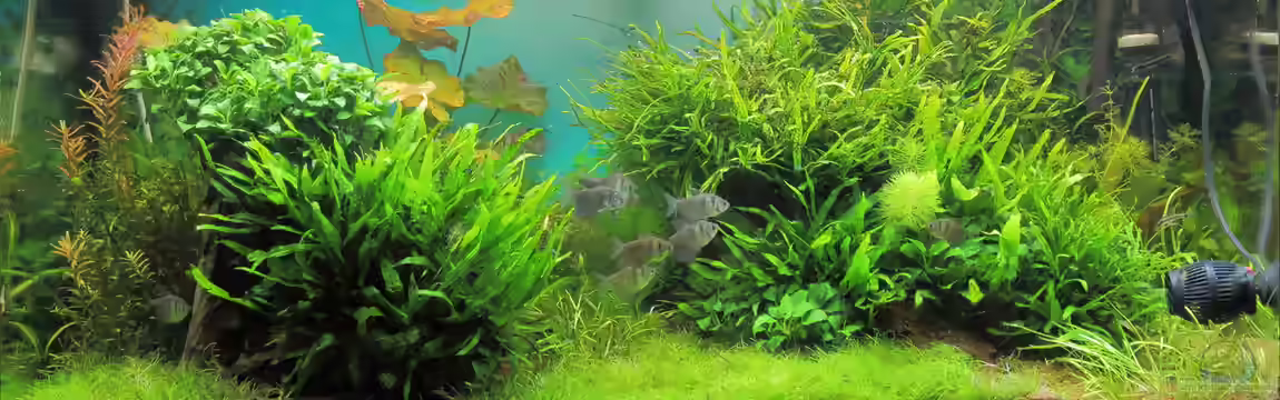 Juwel Rio 180 von c-th