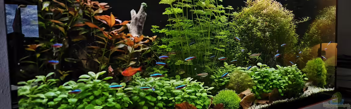 Juwel Rio 180 von Peter Peter