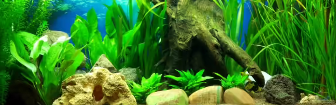 JUWEL RIO 180 von Returner