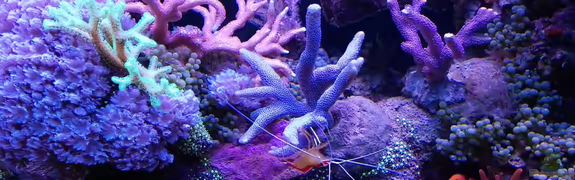 Juwel Rio 180 von Tamara Sonnenberg - Stühmer