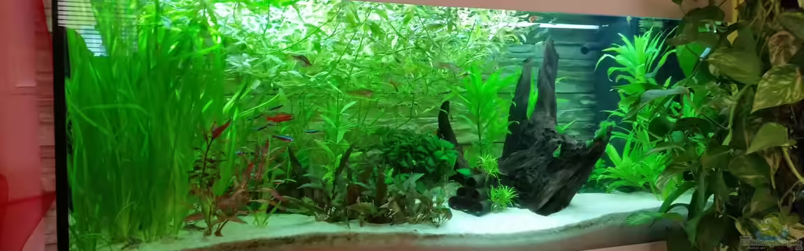 Juwel Rio 240 von Franz-Georg Neurieser