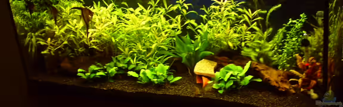 Juwel Rio 240 von Klumpen