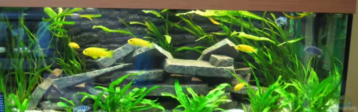 Juwel Rio 240 von SuperReal