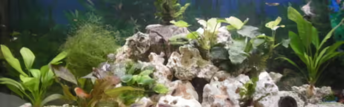 Juwel Rio 260 von Robert Ludwig