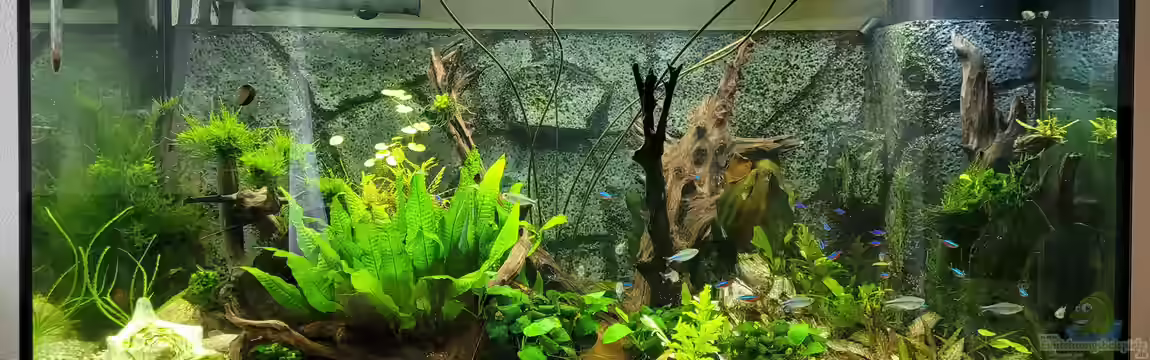 Juwel RIO 350 von Aquapapi