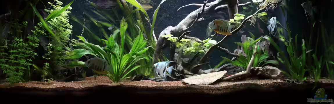 Juwel Rio 400 von Marcus Mue